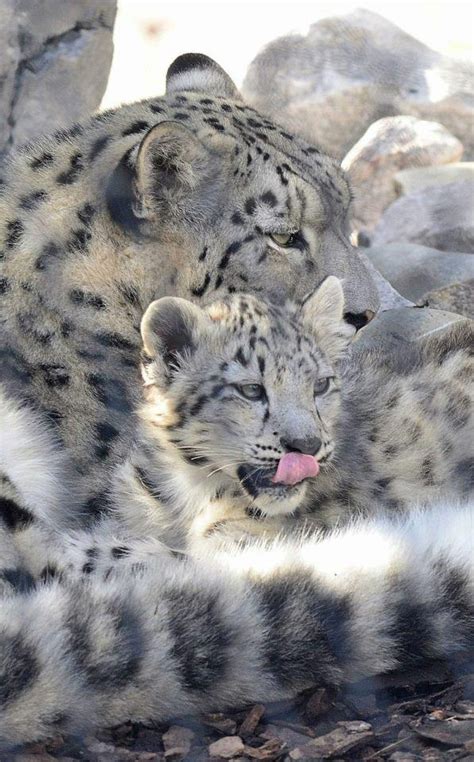 Beautiful Snow Leopards Cats Pinterest