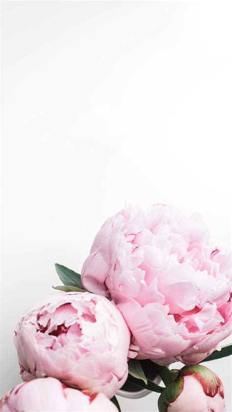 Peony Wallpapers Top Free Peony Backgrounds Wallpaperaccess