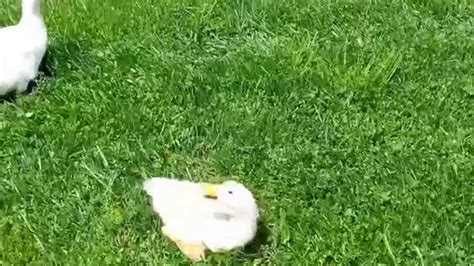 duck stuck on his back youtube
