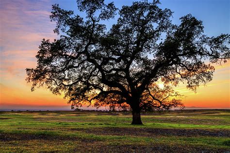 An Oak At Sunset Photograph By James Eddy Fine Art America