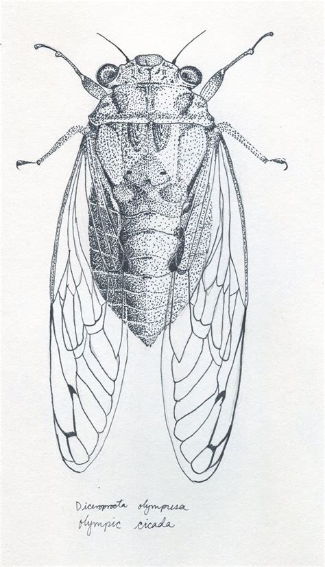 Scientific Illustration Insect Art Scientific Illustration Cicada