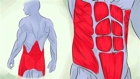 The Main Symptoms Of Abdominal Muscle Strain Best Your Shop