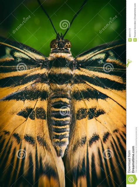 Cierre De La Mariposa Del Swallowtail Del Tigre Para Arriba Imagen De