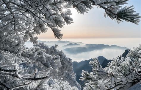 Wallpaper Winter Frost Mountains Branches China China Pine