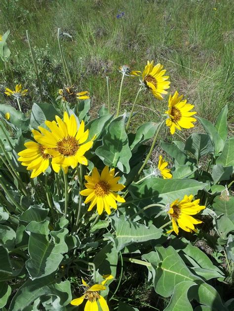 Montana Flowers Identification Best Flower Site