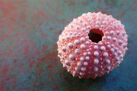 Pink Sea Urchin Photograph By Carol Mcgunagle