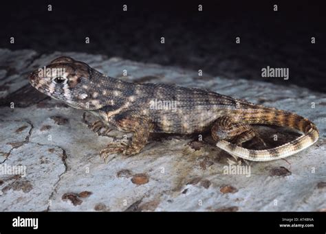 Curly Tailed Lizard Leiocephalus Carinatus Stock Photo Alamy