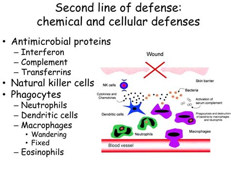 Ppt Immune System Powerpoint Presentation Free Download Id1719101