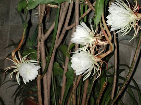 Dusty Diary Plants That Made The News The Night Blooming