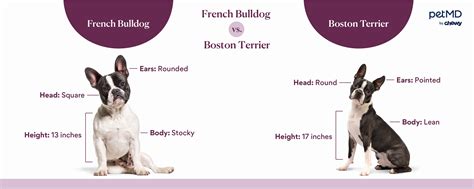 French Bulldogs Vs Boston Terriers How Theyre Different Petmd