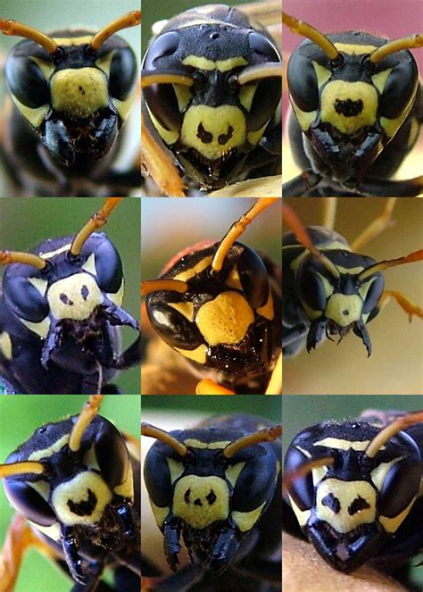 Portraits Of Nine Polistes Dominulus Paper Wasps Illustrating The