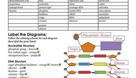 Gizmo Rna And Protein Synthesis Answer Key - Protein Synthesis