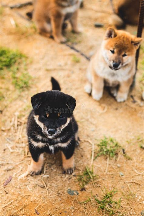 Portrait Of Cute Black And Tan Shiba Inu Puppy Sitting Outside On The