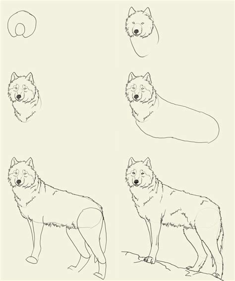 How To Draw A Wolf Step By Step Complete Howto Wikies