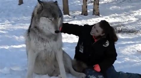 Giant Wolf Sits Down Next To This Lady But Watch The Moment When Their