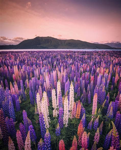 Lupines In Bloom Lake Tekapo New Zealand Rpics