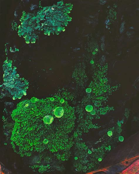 Moss and lichens on a tree | Fungi, Moss, Lichen