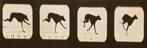 Image Sequence Of Running Greyhounds Animal Locomotion Series C