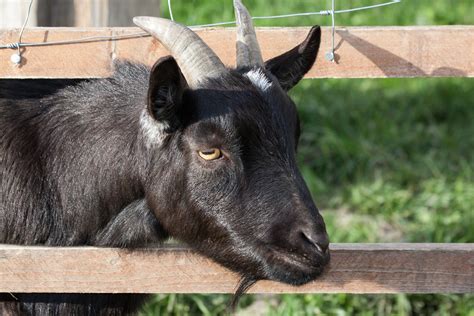 Black Bengal Goat Is The Resource Of Bangladesh Agro Viewsblack