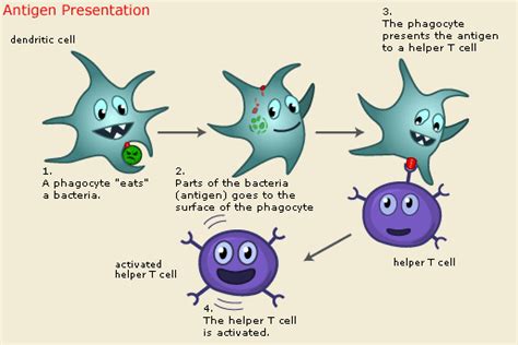 Antigen Presentation Cartoon Dendritic Cells Are So Cute Medical