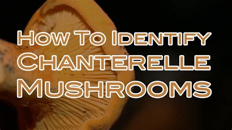 How To Identify Chanterelle Mushrooms Youtube