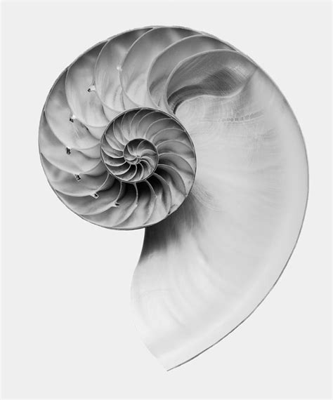 Nautilus Shell Cross Section Close Up By Kevin Summers