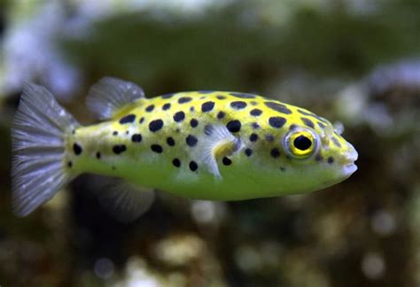 Green Spotted Puffer Care Guide Size Lifespan Tank Mates