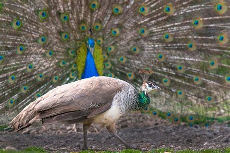 Male Peacocks Can Make Females Heads Vibrate At A Distance New Scientist