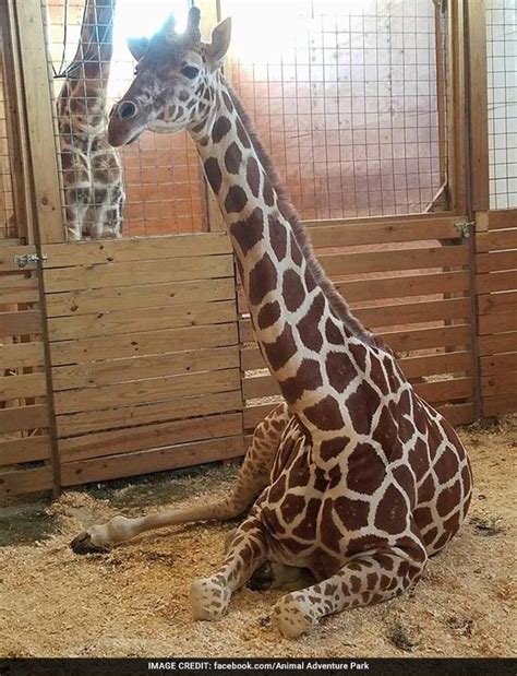 Pregnant Woman Spoofs April The Giraffe In Viral Video 24 Million