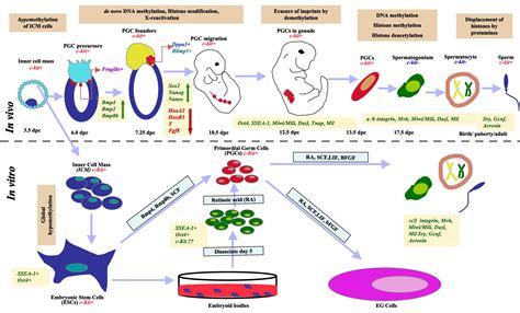 The Specification And Differentiation Of Primordial Germs Cells Pgcs Into Male Germ Cells Is A