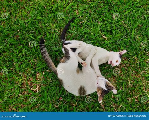 Cute Twin Cats Playing Each Other In Garden Stock Image Image Of Full Hunted 157722035