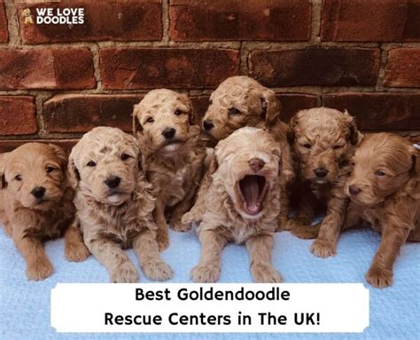 6 Best Goldendoodle Rescue Centers In The Uk 2023 We Love Doodles