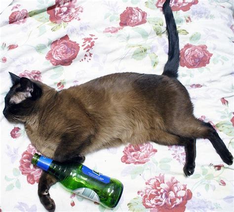 A Cat Laying On Top Of A Bed Next To A Bottle