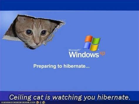 This seems to be a trend with the new sun valley ux again, windows 11 really comes down to putting the windows 10x shell on top of windows 10. Ceiling Cat | Know Your Meme