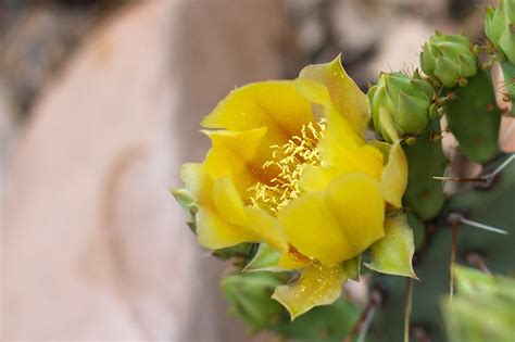Free Images Blossom Cactus Flower Petal Food Produce Botany