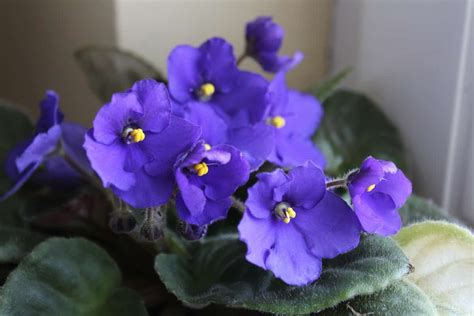 How To Grow African Violets A Guide To Propagation Planting And Care