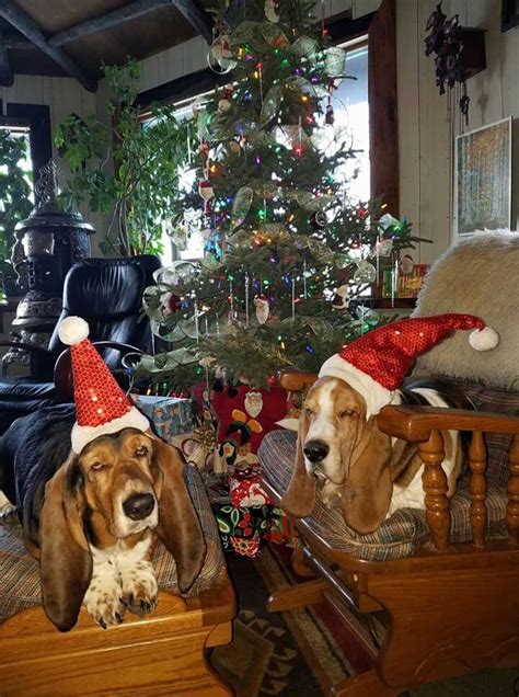 Christmas Basset Hounds Bloodhound Dogs Homeless Dogs Bassett Hound
