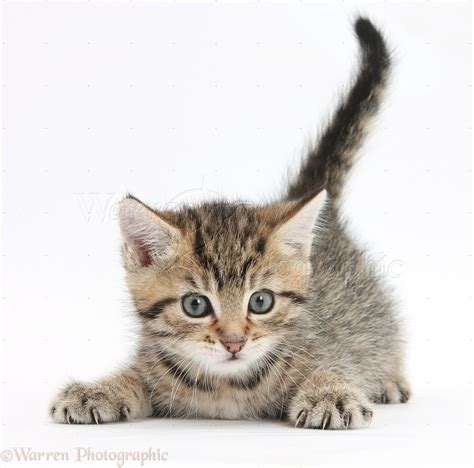 Cute Playful Tabby Kitten 6 Weeks Old Photo Wp35605