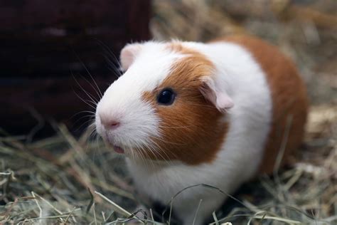 Guinea Pig 10 Of The Easiest Small Pets To Take Care Of Popsugar