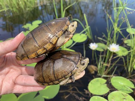 Floridas Freshwater Turtles Flickr