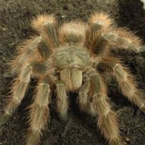 Join millions of people using oodle to find kittens for adoption, cat and kitten listings, and other pets adoption. Tarantulas for sale, buy Tarantulas online at Exotic Pets UK