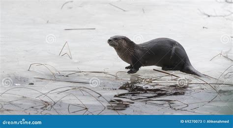 North American River Otter Lontra Canadensis In The Wild Relaxes