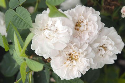 10 Popular Heirloom Roses For Your Garden