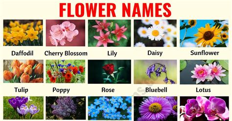 List Of Garden Flowers Common Names Photos