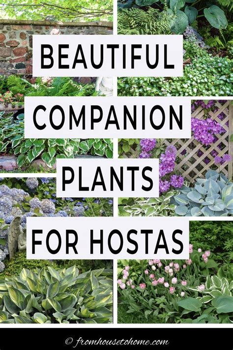 Hosta Companion Plants What To Plant With Hostas
