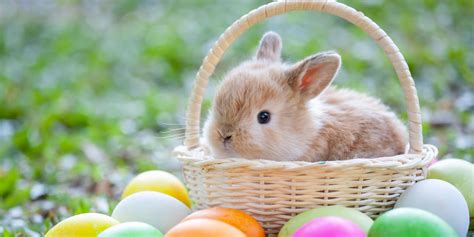 Heres The History Behind The Easter Bunny
