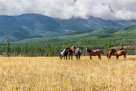 Mountain Horses Pasture Highlands Stock Photo Image Of Relief Nature