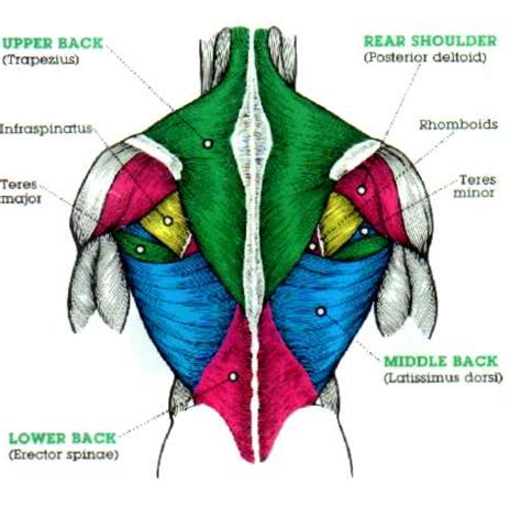The back muscles can be three types. muscle upper arm color diagram - Google Search | Muscle anatomy, Muscle diagram, Body muscle anatomy