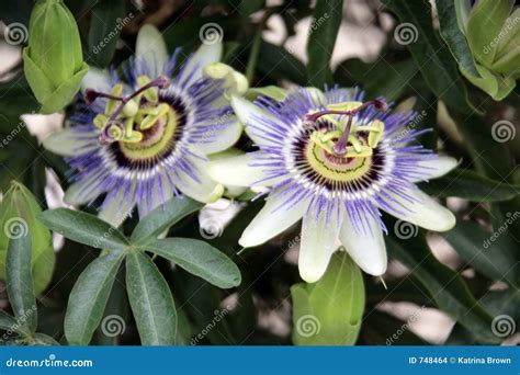 Purple Exotic Flower Stock Photo Image Of Blossom Exotic 748464