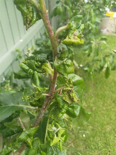 Can Anyone Tell Me What Is Happening To My Apple Tree The Leaves Are